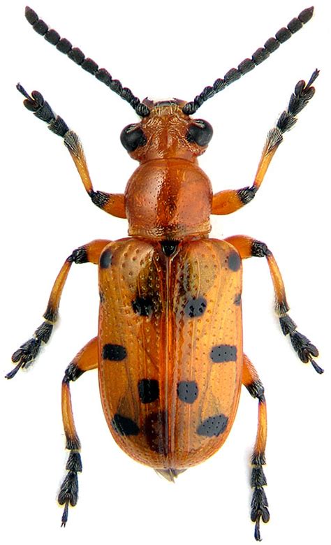Crioceris duodecimpunctata (Twelve-spotted asparagus beetle)