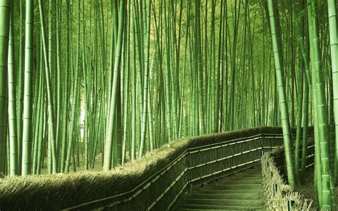 🔥 [47+] Bamboo Wallpapers HD | WallpaperSafari