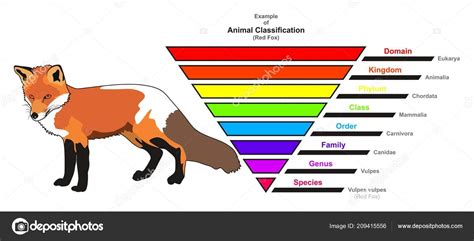 Kingdom Animalia Chart