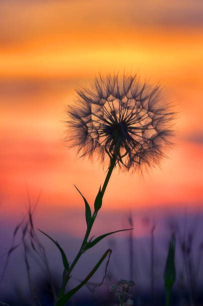 12,000+ Dandelion Sunset Stock Photos, Pictures & Royalty-Free Images - iStock