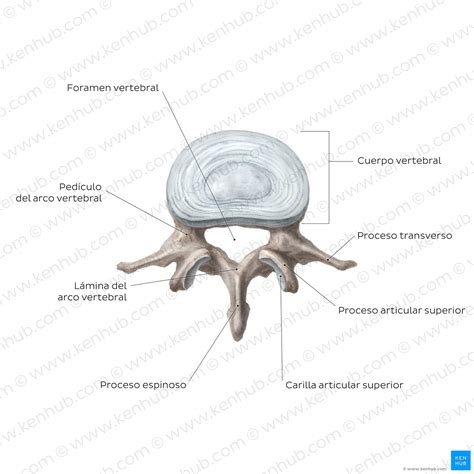 Vértebras lumbares: anatomía y aspectos clínicos | Kenhub