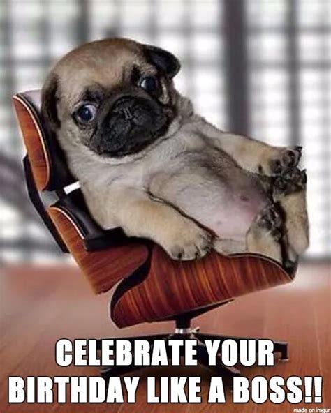 Birthday pug meme pug best of the funny meme | Birthday pug, Pug memes, Happy birthday dog