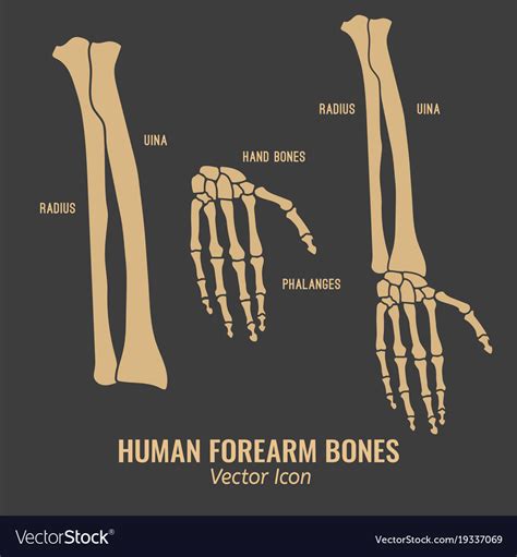 Anatomy Of Forearm Bones | atelier-yuwa.ciao.jp