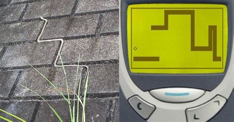 This Real-Life Snake Will Remind You Of Snake Game In Nokia 3310