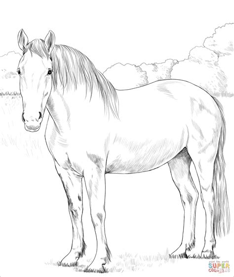 Irish Draught Horse coloring page | Free Printable Coloring Pages