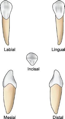 Mandibular Canine