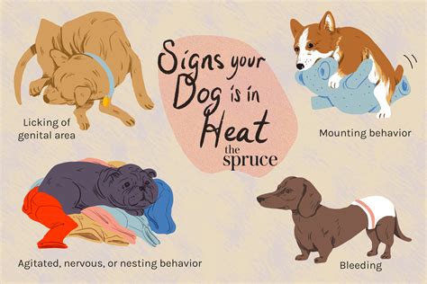 7 Ways to Know Your Dog Is in Heat