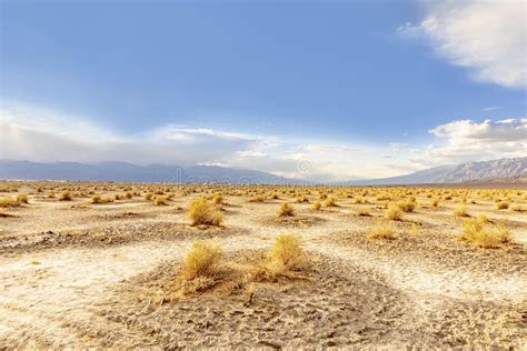 Devils Corn Field, Scenic Desert Plants in the Death Valley Desert in Sunset Light Stock Image ...