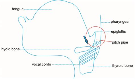 The Application of the Countertenor Technique in Chinese Pop Songs Training