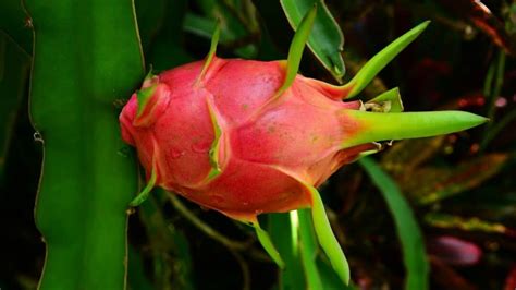 Dragon Fruit Plant Care — Best Care Guide!