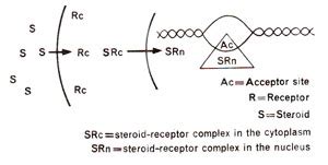 Steroid hormones and gene expression | Regulation of Gene Expression A Variety of Mechanisms in ...