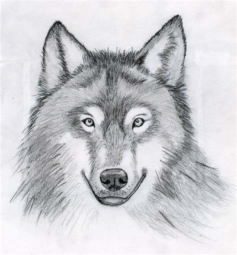 Wolf Head Drawing at PaintingValley.com | Explore collection of Wolf ...