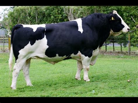 New Sweeper Holstein - Friesain Bull from Moscow | FunnyCat.TV