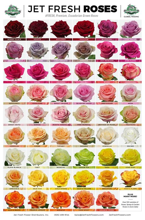 Rose chart | Rose varieties, Rose color meanings, Types of roses