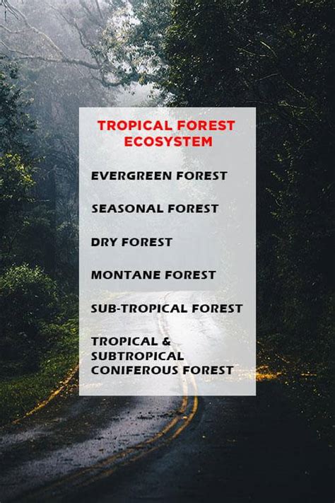 Forest Ecosystem: Definition, Types & Characteristics | Earth Reminder