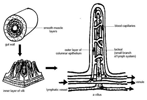 File:Anatomy and physiology of animals Wall of small intestine showing villi.jpg - Wikimedia Commons
