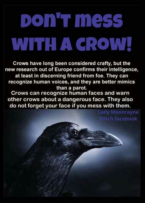 Pin by Helen Scott-Morgenstern on Witchy | Crow, Animal spirit guides, Crow facts