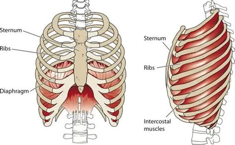 Sternum Pain: Symptoms & Treatment