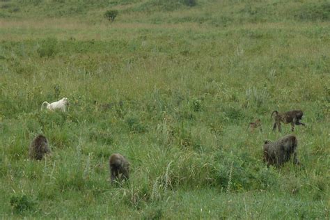 albino-baboon-in-its-pack - Africa Geographic