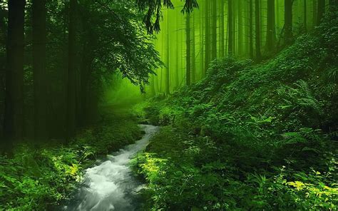 Free download Beautiful Forest HD Image Live HD Wallpaper HQ Pictures ...