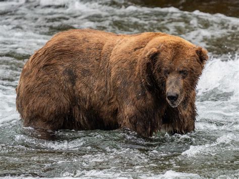 Fat Bear Week 2023 is set to start, as fans vote for their favorite rotund bear : NPR – United ...