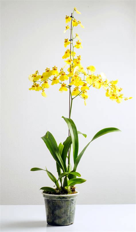 How To Care And Grow For Dancing Lady Orchid