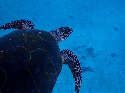 Premium Photo | Turtle swimming underwater.