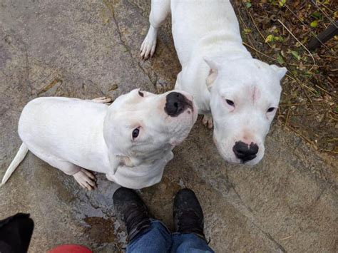 2 female Dogo Argentino puppies for sale Salinas - Puppies for Sale Near Me