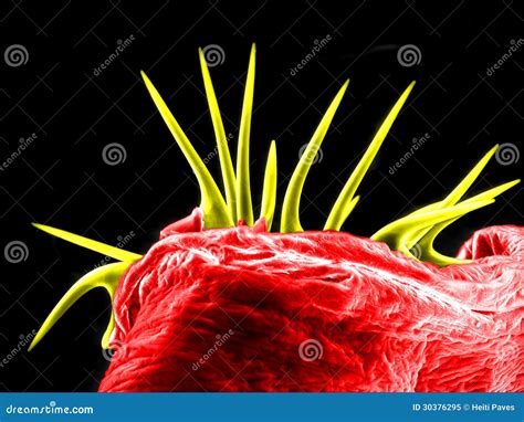 Bloodworm stock image. Image of plumosus, nonbiting, insect - 30376295