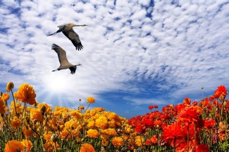 Birds And Flowers - Flowers & Nature Background Wallpapers on Desktop Nexus (Image 2500254)