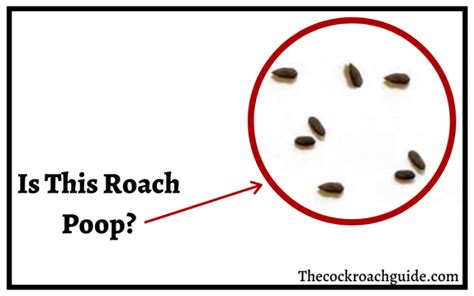 Cockroach Poop: How to Identify Cockroach Droppings & Feces