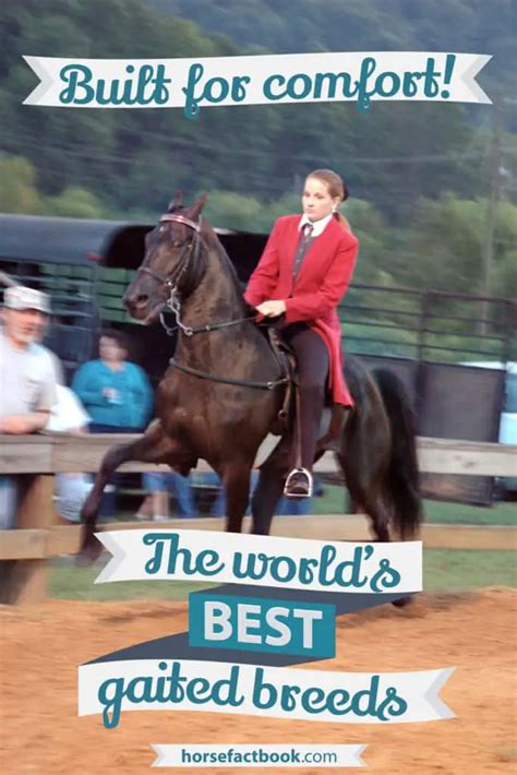 Built For Comfort: 15 Of The Best Gaited Horse Breeds – Horse FactBook