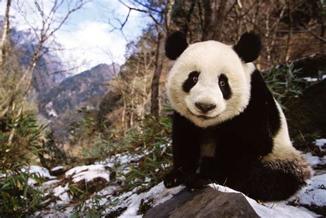 Wild Panda Population Up Dramatically in China, Government Says