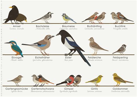 Identification Chart for European Songbirds on Behance