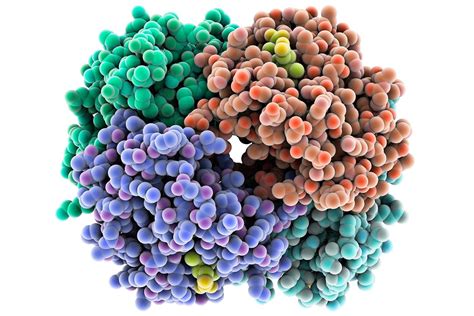 The Structure and Function of Proteins