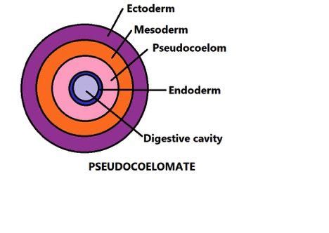 Coelomates, Acoelomates and Pseudocoelomates - Differences & Examples | Complete digestive ...