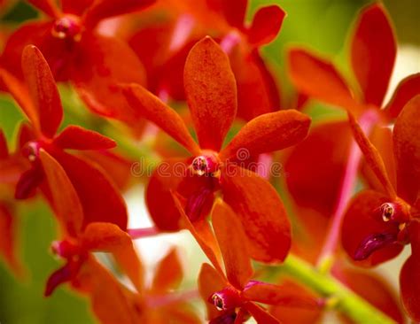 Red Orchids stock image. Image of garden, exotic, star - 14131179