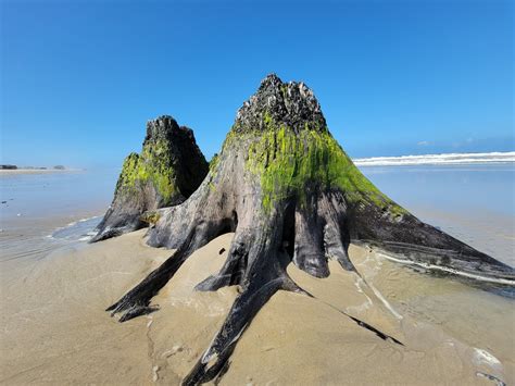 Remnants of Nature, Corolla Beach Outer Banks [4000x3000] [OC] : r/EarthPorn