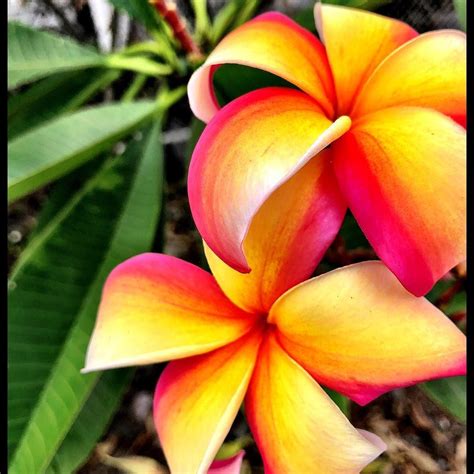 #Plumeria #tropicalflowers The plumeria blossoms start to die off at ...