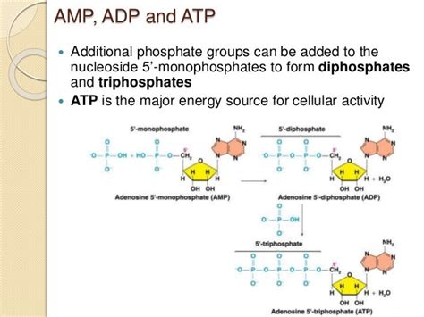 Nucleic acids and protein synthesis