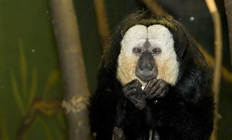 Pale-headed saki monkey | Smithsonian's National Zoo and Conservation ...