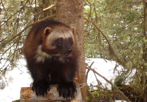 USFWS Denial Of Endangered Species Act Protection For Wolverines ...