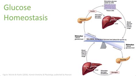 Glucose Homeostasis (science music video) - YouTube