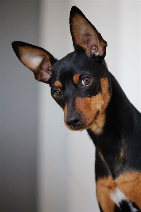 59+ Mini Pinscher Chihuahua Mix For Sale Image - Bleumoonproductions