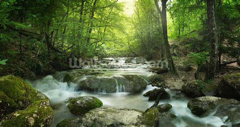 Enchanting Forest waterfall Wallpaper Mural | Wallsauce US