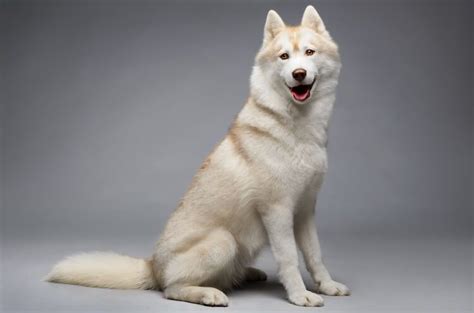 White husky Siberian Breed Info - Guest Posting - Articles Do