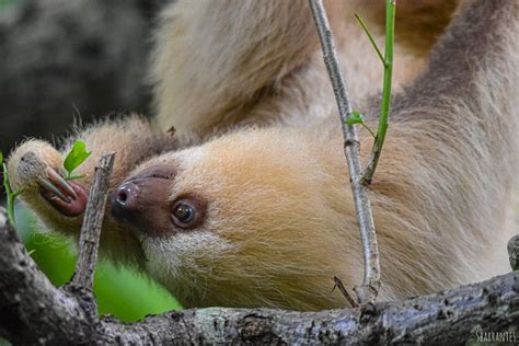 Sloths in the Wild in Costa Rica - Villa San Ignacio | Hotel near San Jose and Alajuela | Costa Rica