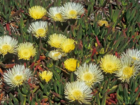 Carpobrotus edulis (Hottentot Fig) | Succulents, Blooming succulents, African plants