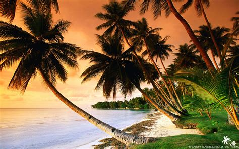 Beautiful beach palm trees on sunset - Beach Wallpapers