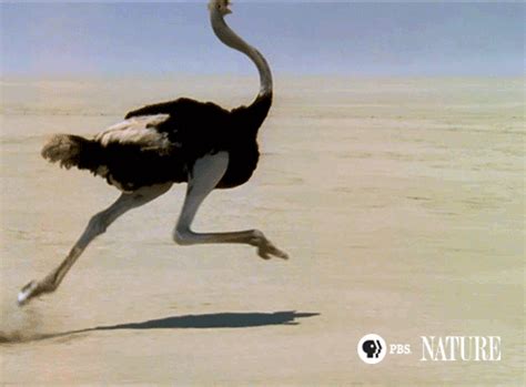 Big Birds Can't Fly | 'Big Birds Can't Fly' Animated GIFs | Nature | PBS